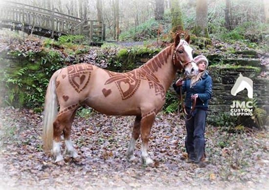 custom-horse-clipping-stand