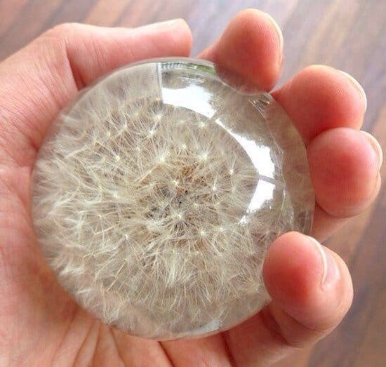 dandelion preserved in resin