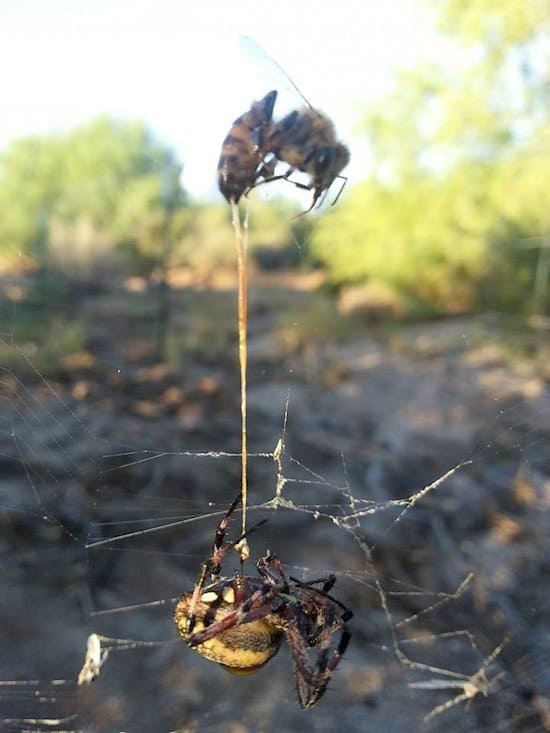 dead spider and dead bee