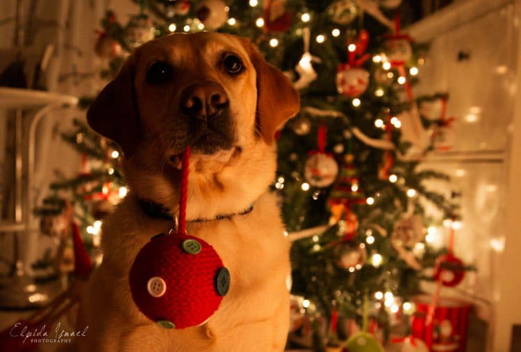 dog bauble mouth