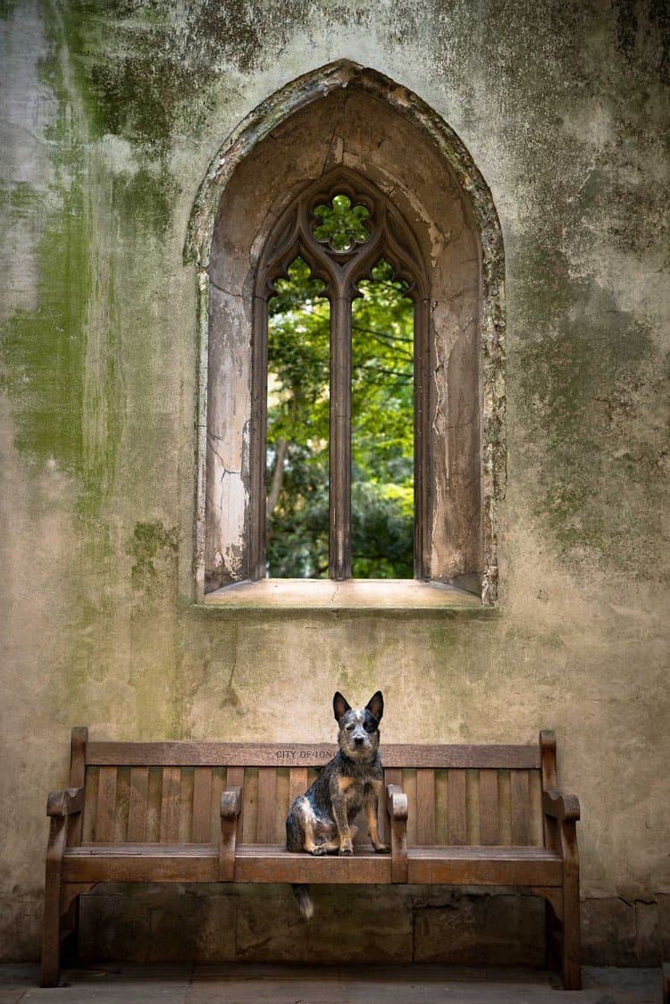 dog bench window