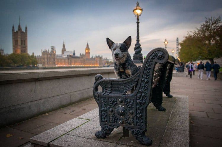 dog bench