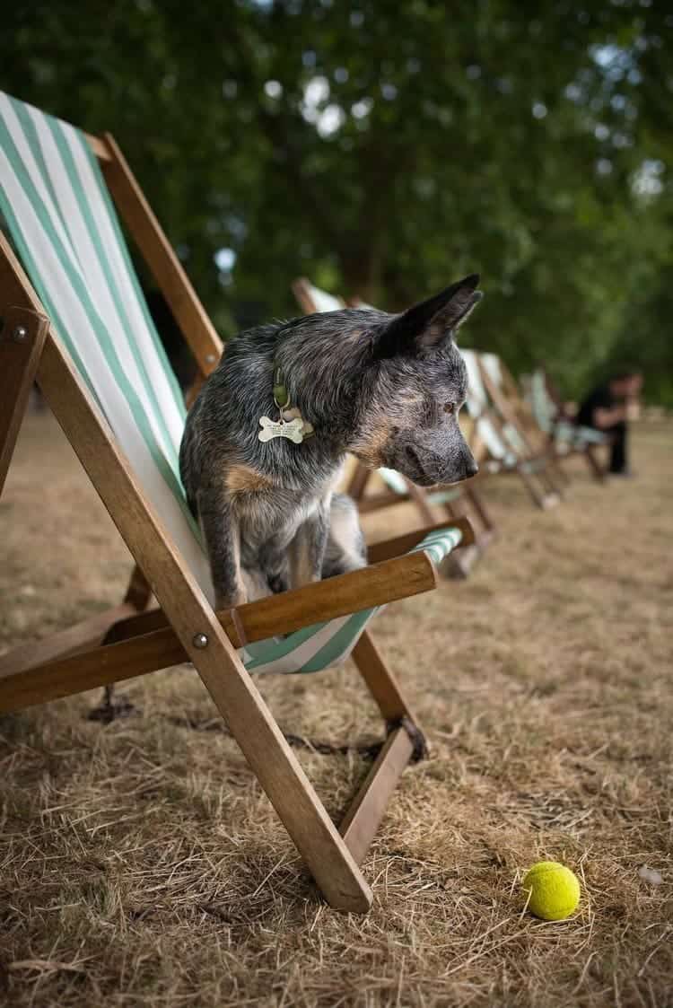 dog deckchair