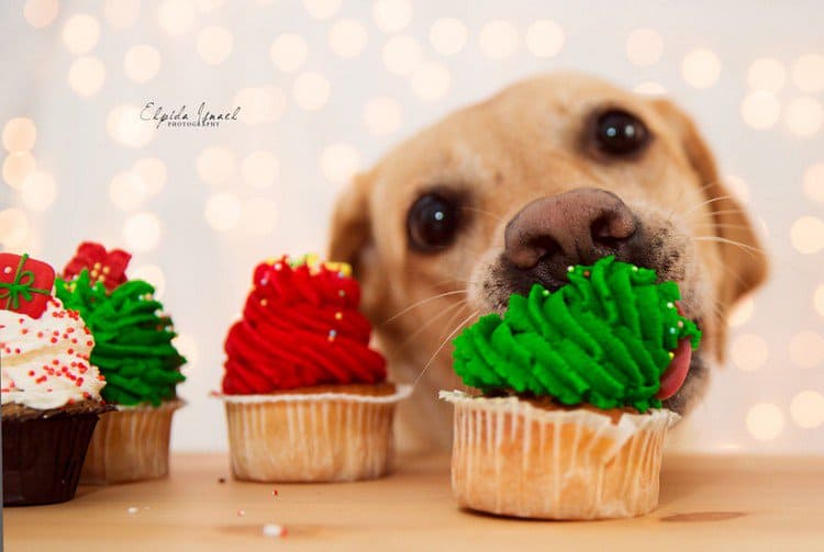 dog eating cupcakes