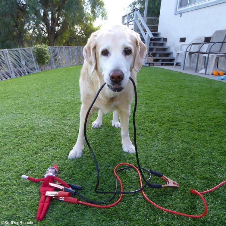 dog electro elf