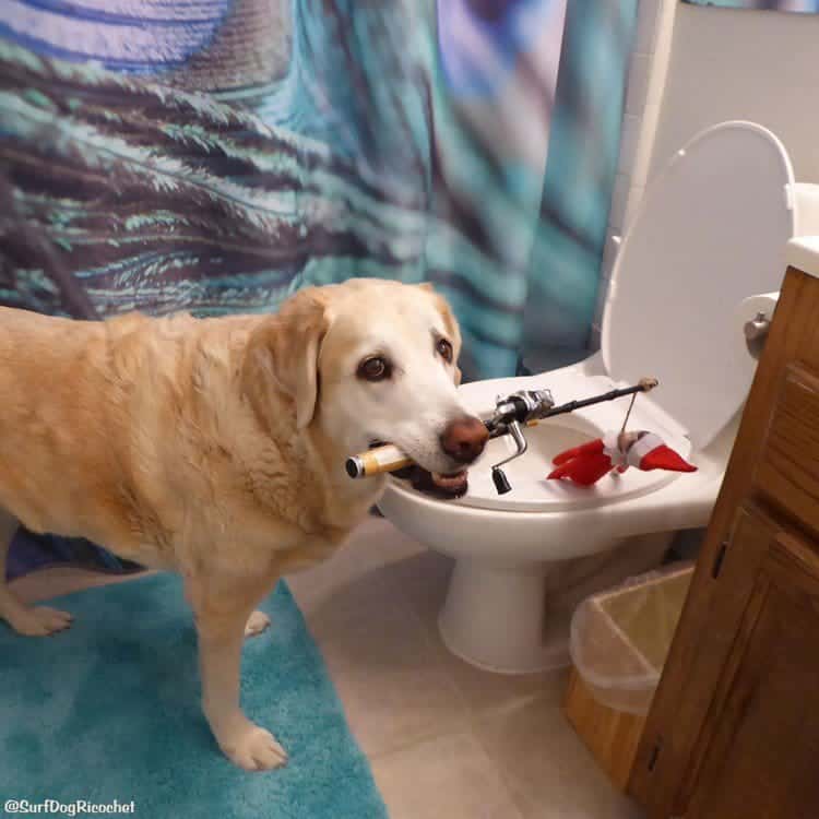 dog fishing elf toilet