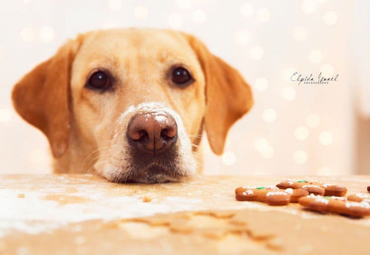 dog gingerbread flour nose