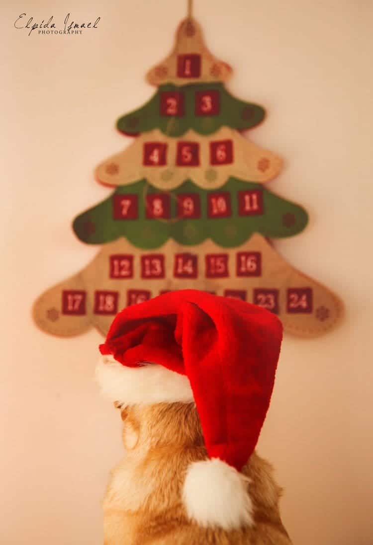 dog hat calendar