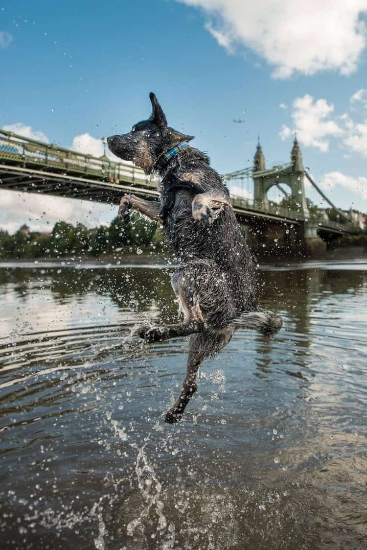 dog jumping water