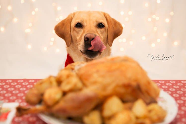 dog licking lips turkey