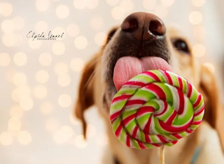 dog licking lollipop