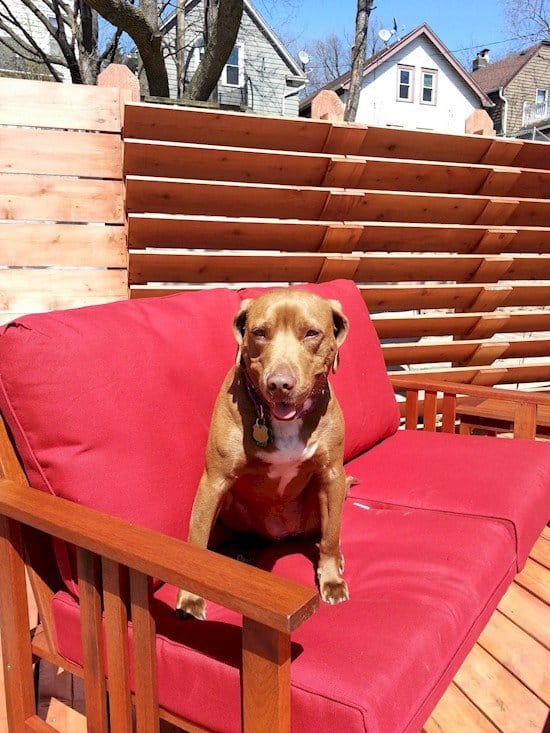 dog on outdoor furniture