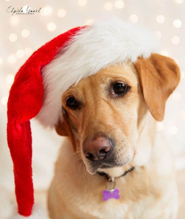 dog santa hat