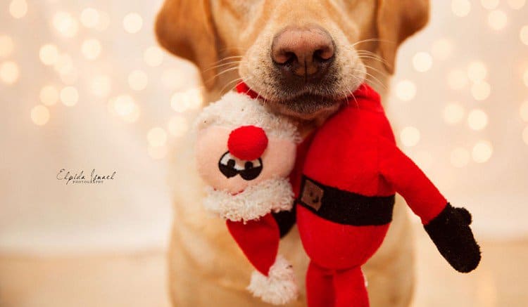 dog santa toy mouth