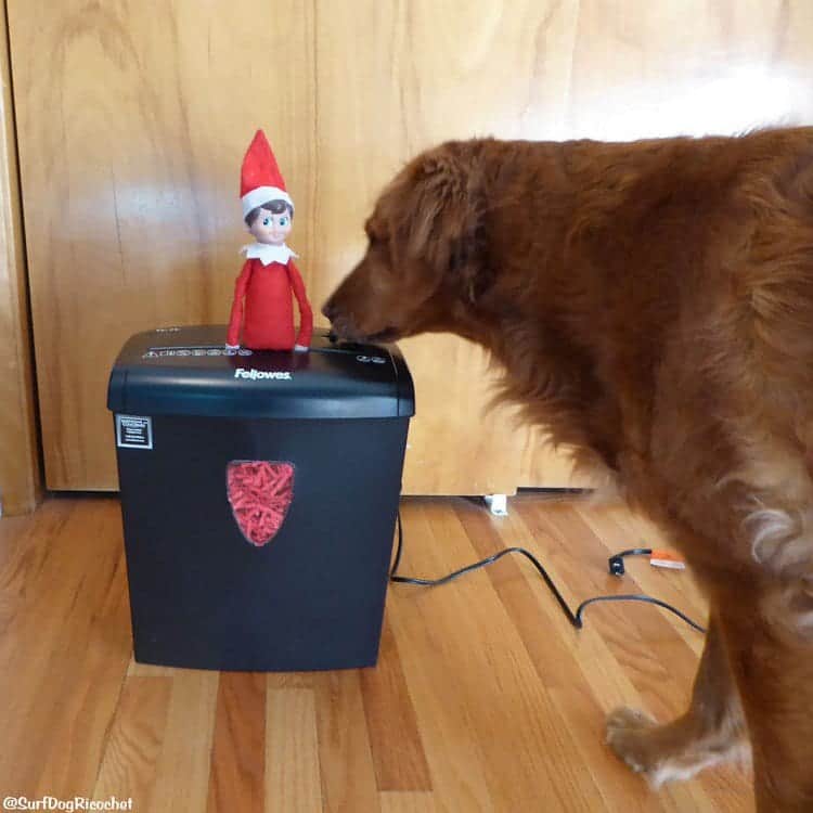 dog shredding elf