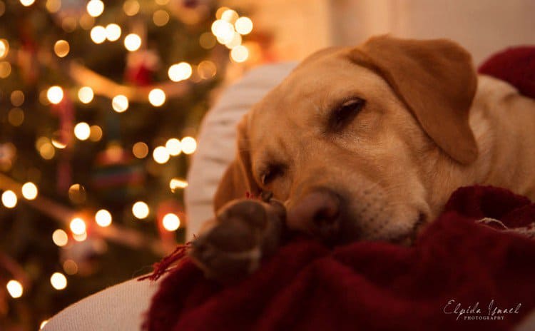 dog sleeping tree