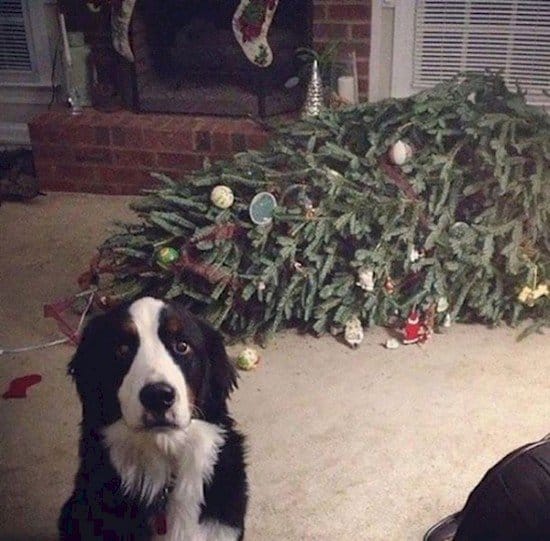 dog tree fail