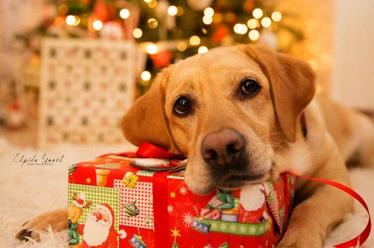 dog with present