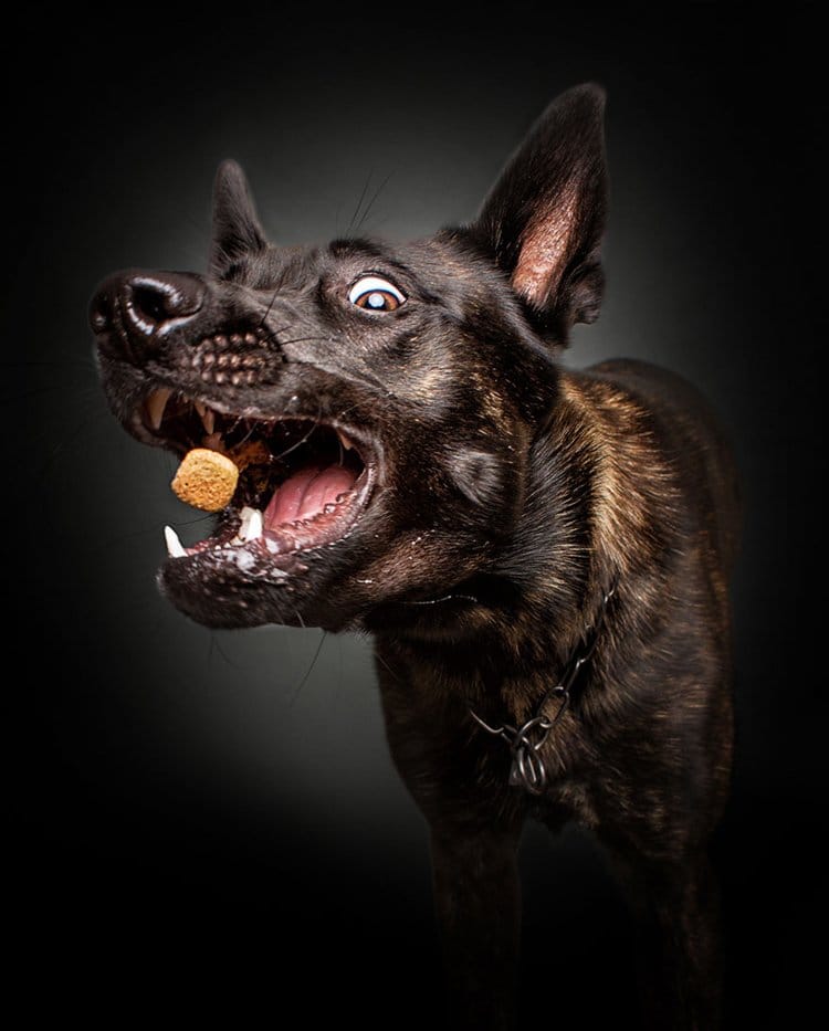 dogs-catching-food-christian-vieler-brindle