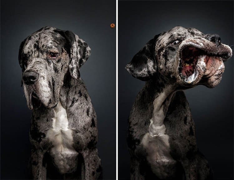 dogs-catching-food-christian-vieler-jowls