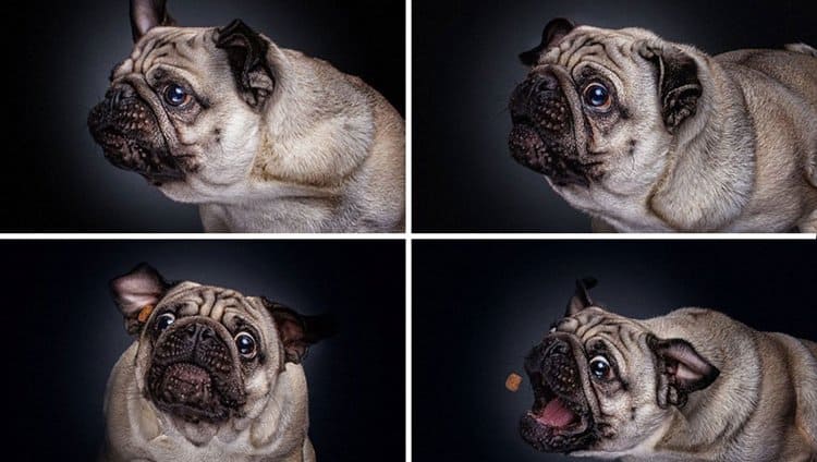 dogs-catching-food-christian-vieler-pug