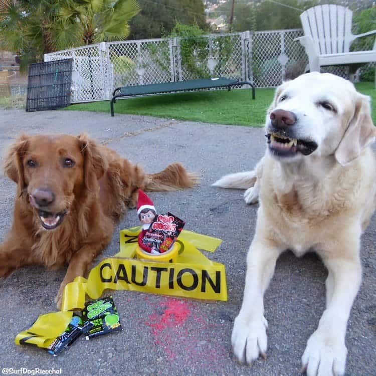 dogs elf caution