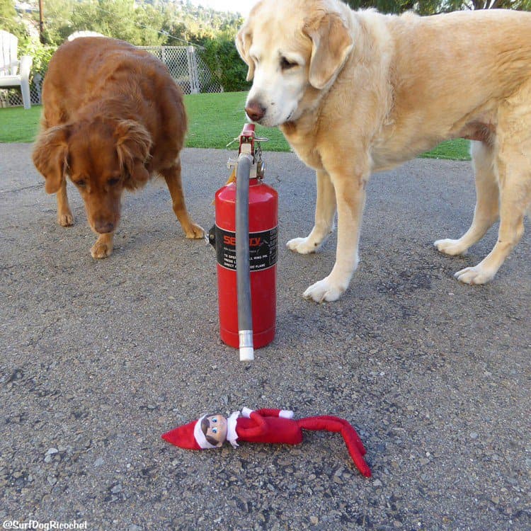 dogs extinguisher elf