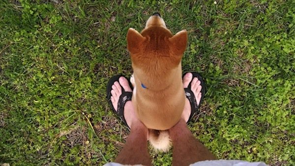 dogs-sitting-feet