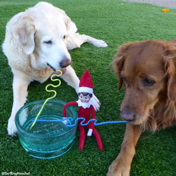 dogs straw elf