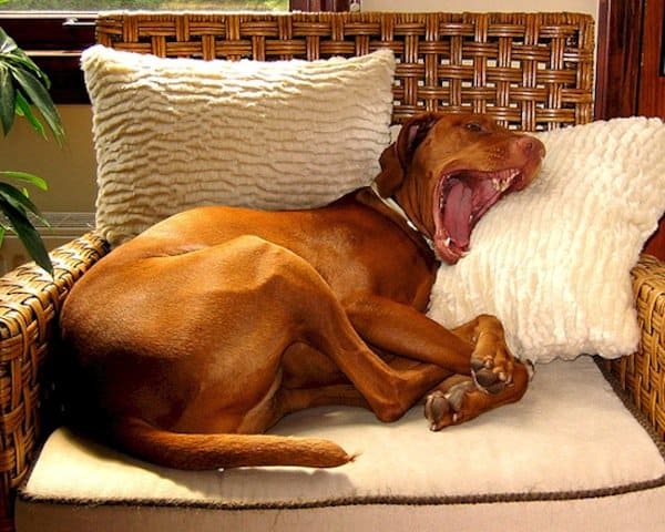 dogs-yawns