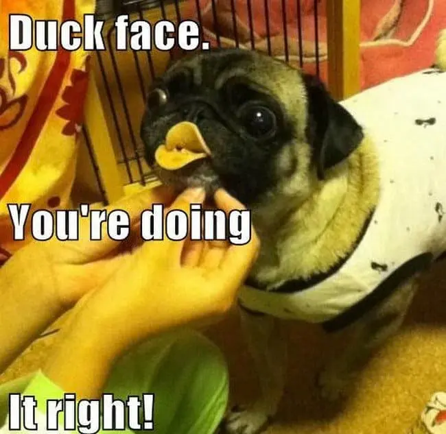 duck face dog