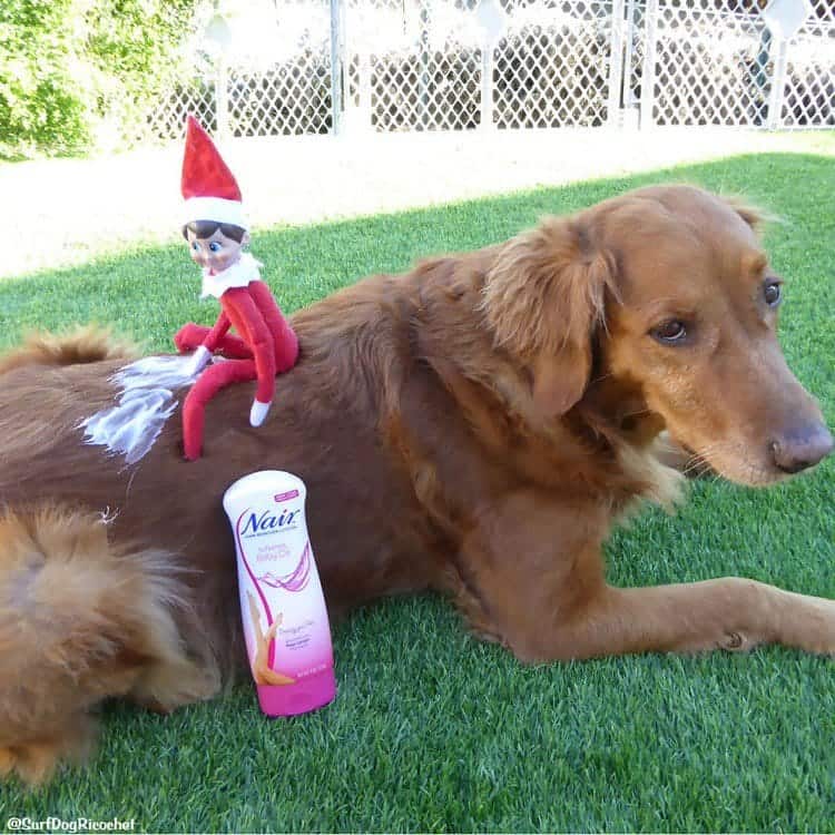 elf dog nair