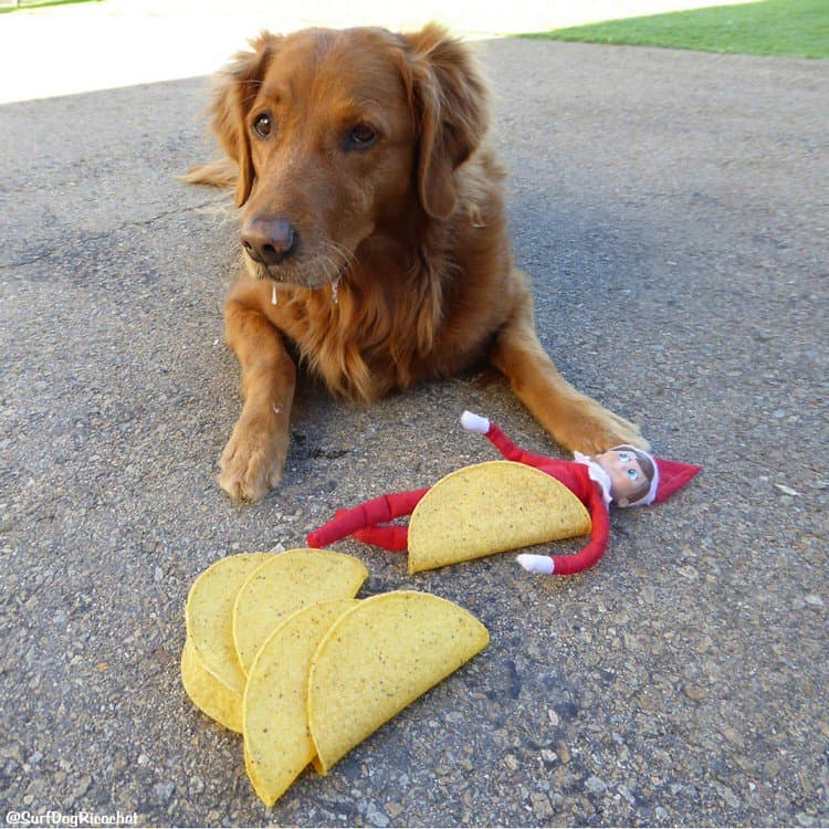 elf tacos dog