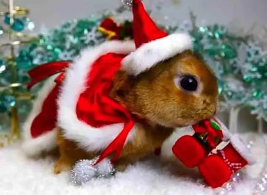 festive-animal