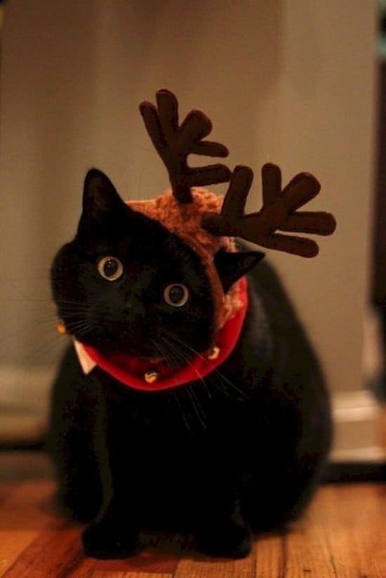 festive-cat