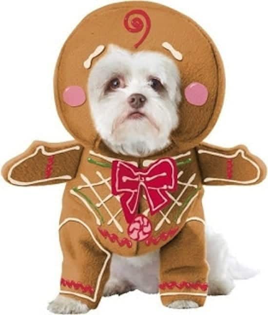 festive-gingerbread-dog