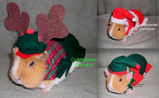 festive-guinea