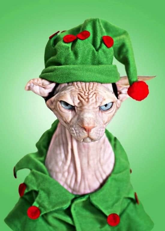 festive-hairless