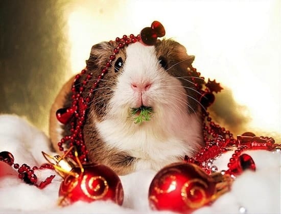 festive-hamster