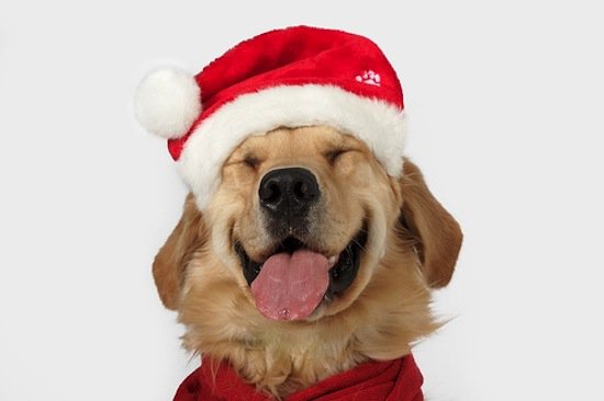 festive-retreiver