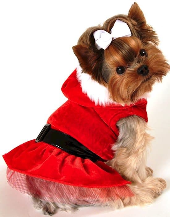 festive-terrier