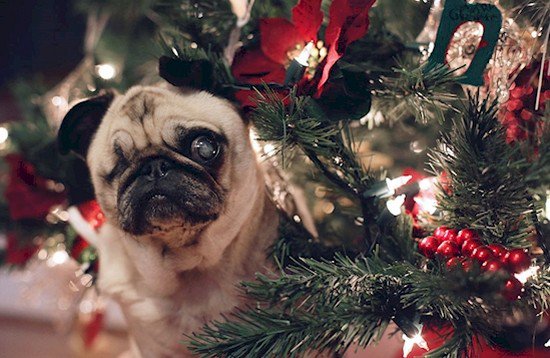 frowning pug tree