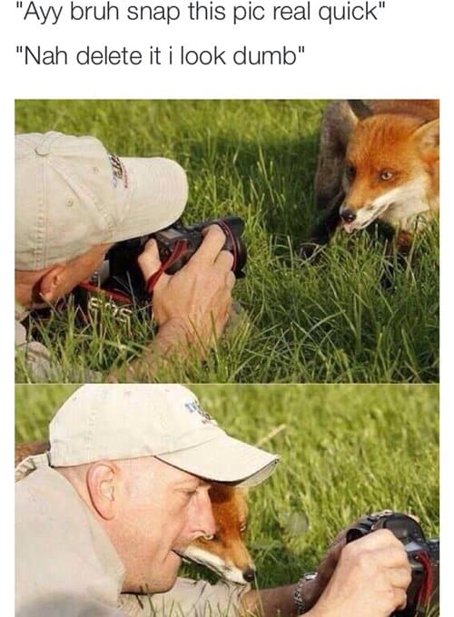 funny-pictures-fox