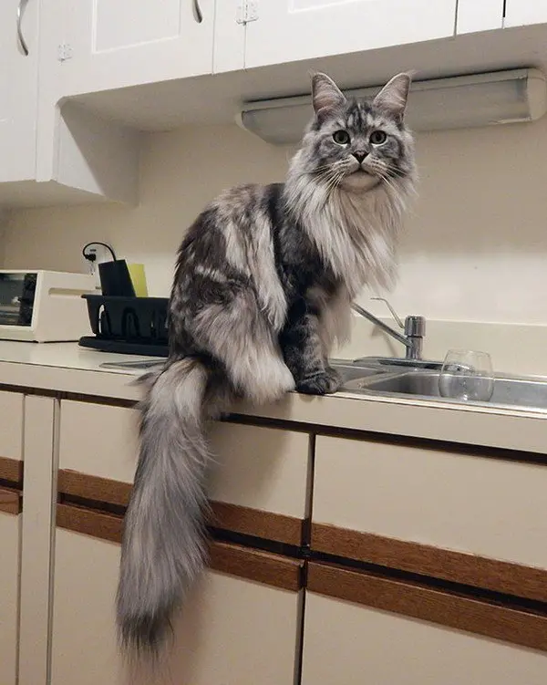 gray cat kitchen
