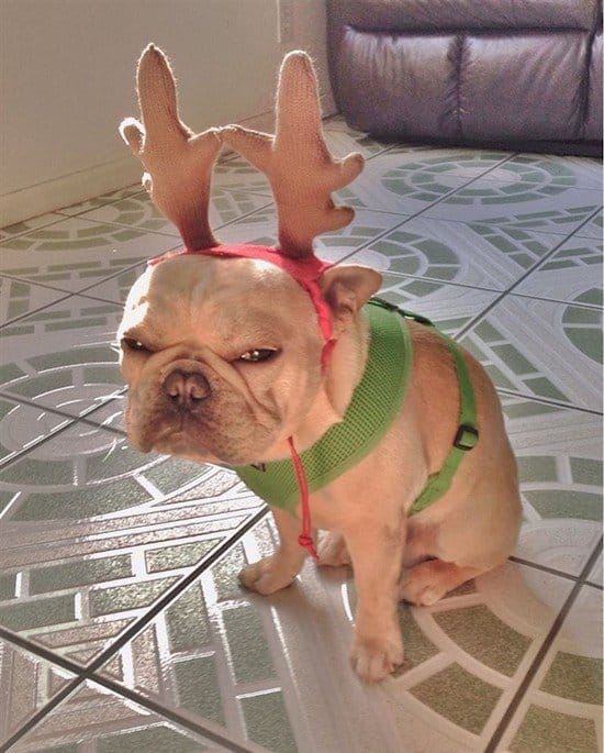 grumpy christmas dog