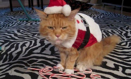grumpy santa cat