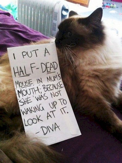 half dead mouse mouth cat