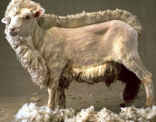 half shorn sheep