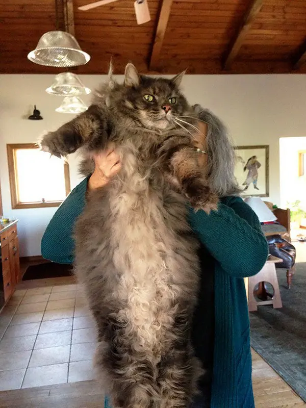 huge cat with woman