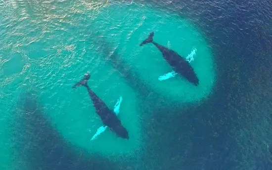 humpback whales herring